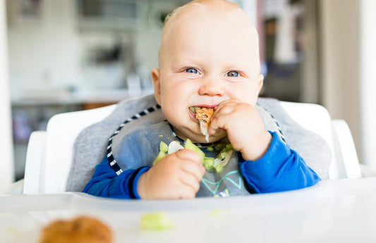 A happy baby with blue eyes sits in a high chair, enthusiastically munching on finger foods during baby-led weaning. 
