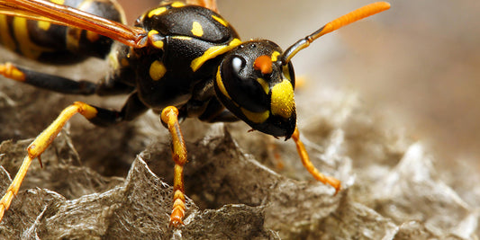 A striking close-up of a yellowjacket wasp on its nest, emphasizing the need for insect bite awareness and prevention.

