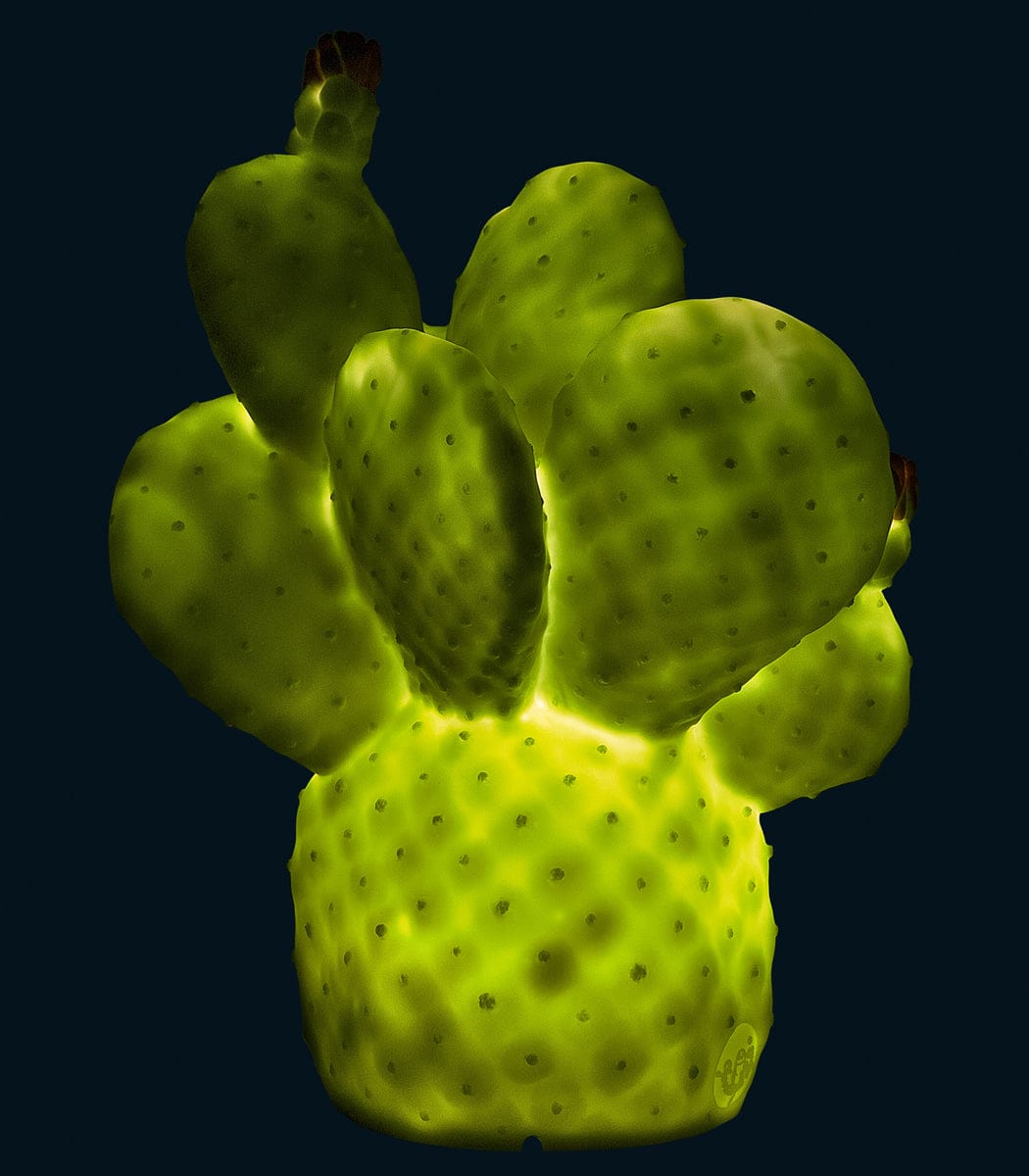 Goodnight Light Cactus Lamp - Pale Green - 127-GREEN