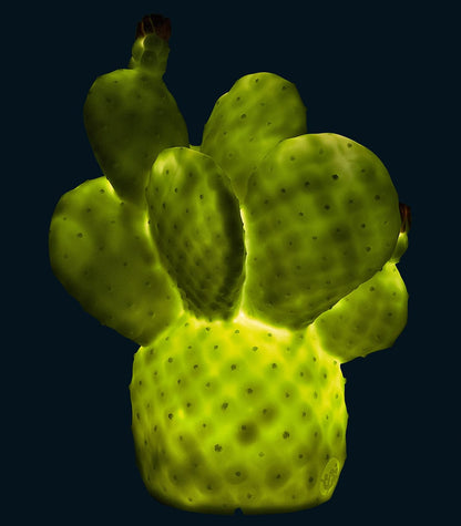 Goodnight Light Cactus Lamp - Pale Green - 127-GREEN
