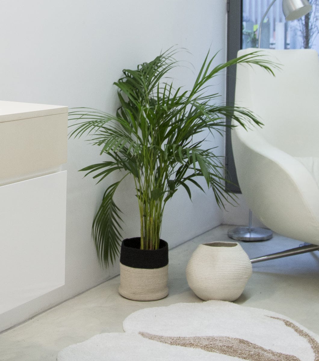 Lorena Canals Basket Dual - Black/Natural (8" x 8") - BSK-BLACK-NAT