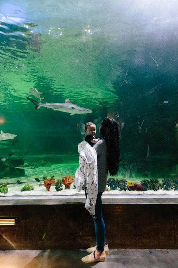 Little Unicorn Cotton Muslin Swaddle - Shark