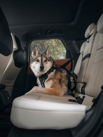 Thule Cappy Dog Harness Black - M - 771002