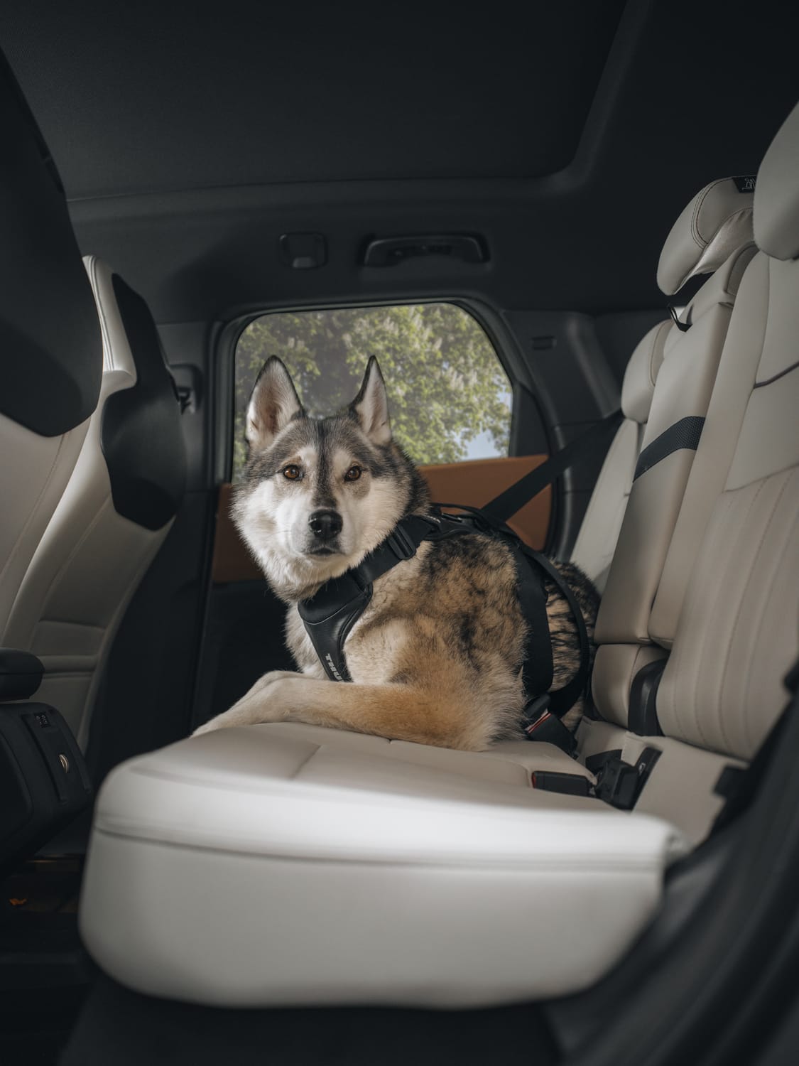 Thule Cappy Dog Harness Black - S - 771001