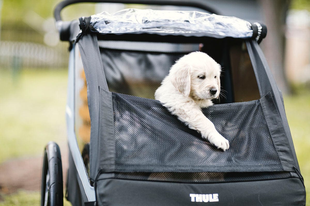 Thule Courier Pet Kit - Aegean Blue - 20301001